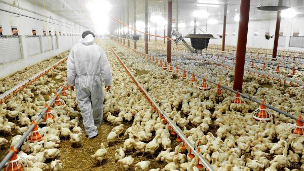 Image result for liam Fox chicken