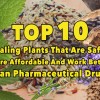 Top 10 healing plants that are safer, more affordable and work better than pharmaceutical drugs