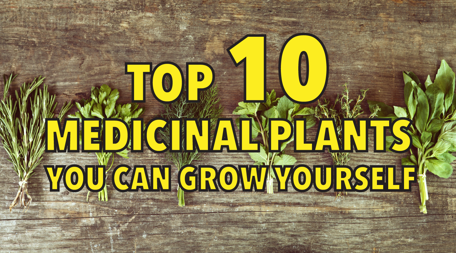 Top 10 medicinal plants you can grow  yourself